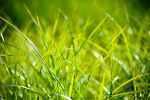 green grass macro photography